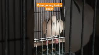 Download lagu Suara burung puter pelung betina gacor mp3 Download lagu Suara burung puter pelung betina gacor mp3
