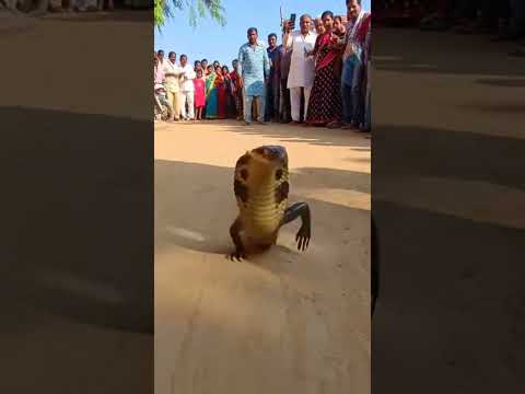 आरे नाग देवता है 5 #snake #mahadevji #shankar #bhakti #viral