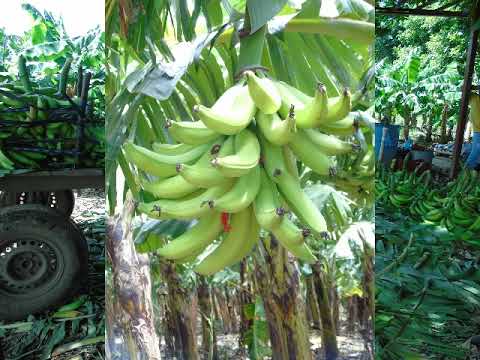 Earn Money with Every Bunch! This is How Bananas Are Produced Profitably and Sustainably