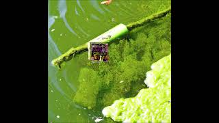 Water Curses - Animal Collective (full EP AI Adobe Vocal Enhanced with AI extended album art)