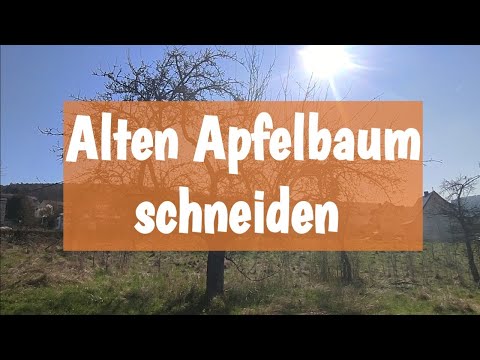 Pruning an old apple tree - rejuvenation pruning - instructions 🌳✂️