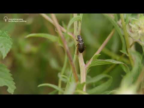 Sådan arbejder vi med biodiversitet i økologisk landbrug