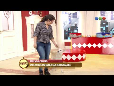 Talento canino, Emilio muestra sus habilidades - Diversion Animal