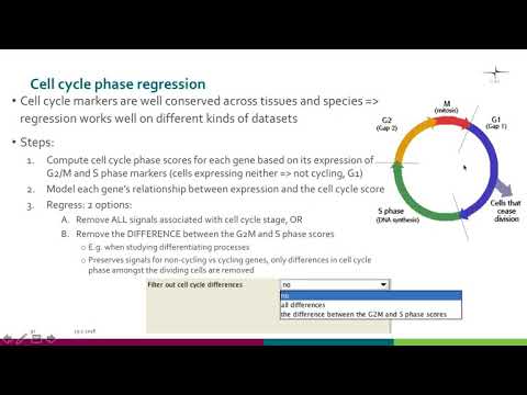 scRNA seq  Cell cycle regression