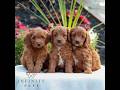 Mini Goldendoodle dogs for sale: Van  - Video 1