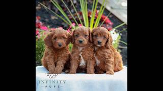 Video preview image #1 Goldendoodle (Miniature) Puppy For Sale in LITITZ, PA, USA