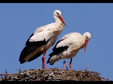 АИСТЫ(авторское видео) "Аист на крыше" Слова А .Поперечного музыка Д. Тухманова исполняют "Непоседы"