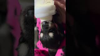 Video preview image #1 Siberian Husky-Unknown Mix Puppy For Sale in McKinney, TX, USA