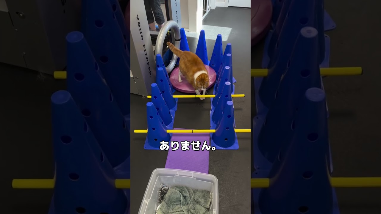 【衝撃】5kg減量に成功した猫の「水中ウォーク」がすごすぎる…！🐾