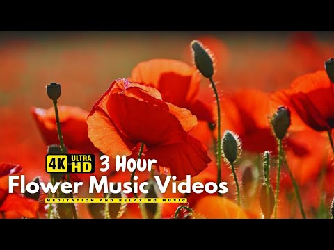 Gentle Blooming of Spring Flowers in 4K - Deep Relaxation to Spring Nature Colors & Sounds