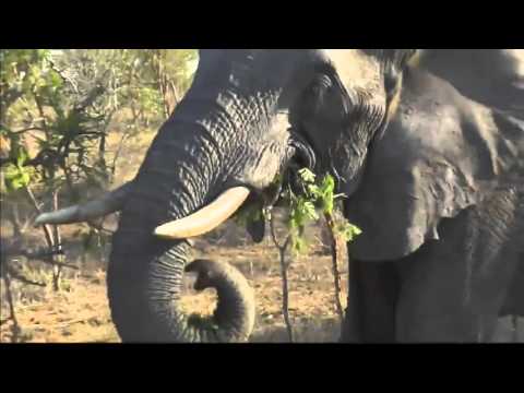 Large Elephant Herd on AM Drive SafariLive WildEarth 2/16/2016