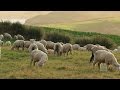 Sheep May Safely Graze - The Tabernacle Choir