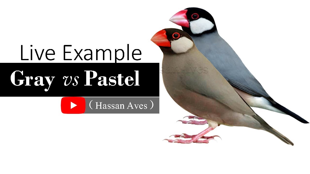 java Pastel @HASSANAVES Java Sparrow