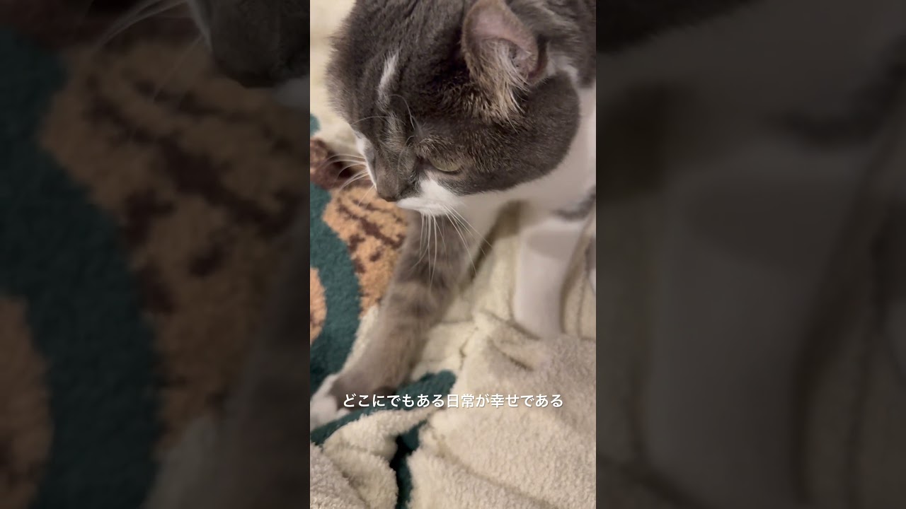 たぴのささやかな1日 #猫のいる暮らし