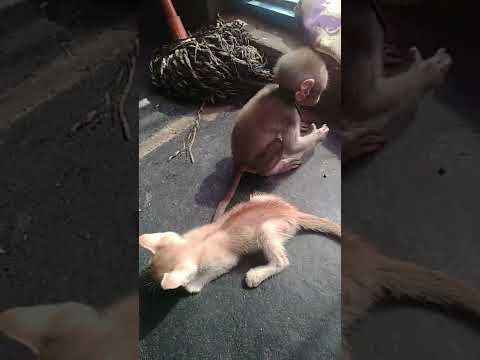 anji and cat dosti #shorts #ytshorts #monkey