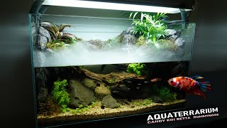 How do Candy Betta and rummynose tetras get along in Waterfall near Cliff 10 gallon aquaterrarium