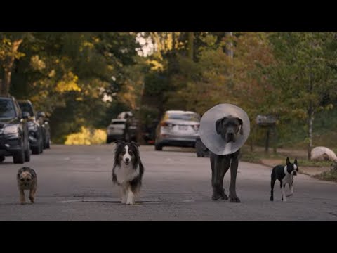 Трейлер Кудлаті перці