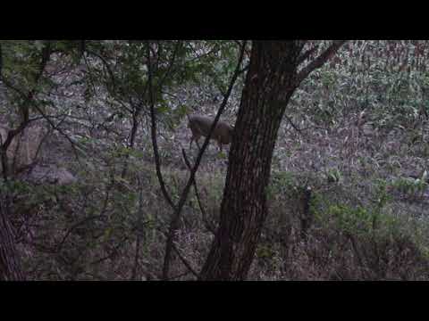 First hunt of 2020 Glenny can’t get the shot off