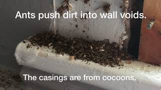 How To Get Rid Of Ants In Wall