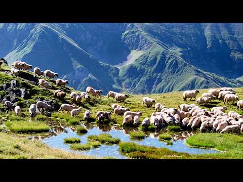 Romeo Ifrim   Stâna părăsită