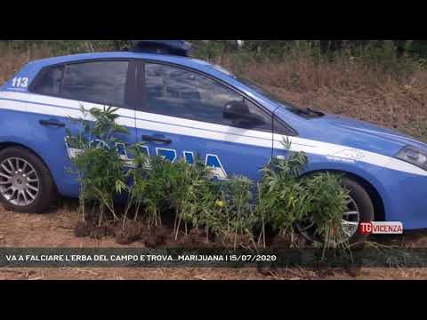 VA A FALCIARE L'ERBA DEL CAMPO E TROVA...MARIJUANA | 15/07/2020