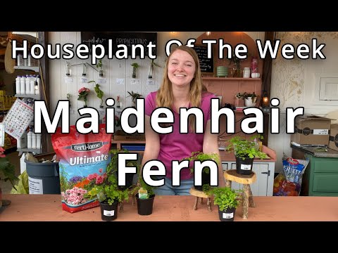 Maidenhair Fern - Houseplant of the Week