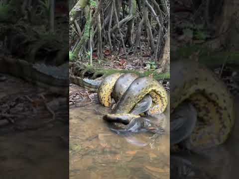 Reserva de Cuyabeno - Sucumbios 