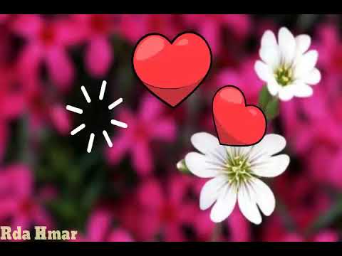 H.Lalsailova-Phaizawl Lily ---------Lyrics