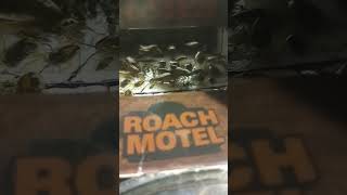 Live View Of The Roaches In the Roach Motel ‎@moneymattersproductreviews583