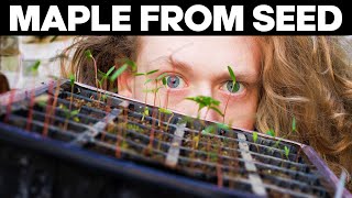 How To Grow Japanese Maple From Seed🌱🍁 Stratification and Germination