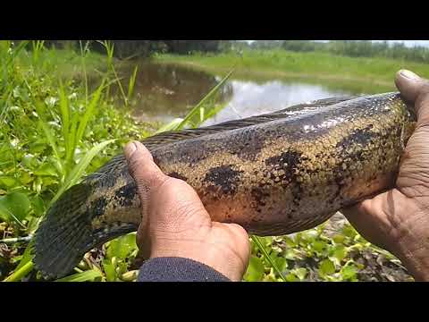 Casting feat bocil andalan, spot pertambangan