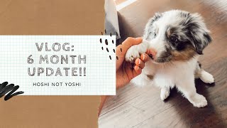 Australian Shepherd Blue Merle Puppy - 6 Month Growth Update!