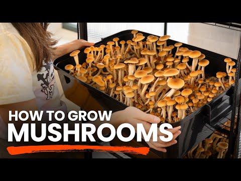 How to Grow Edible Mushrooms at Home | Beginners Guide to Indoor & Outdoor Mushroom Cultivation