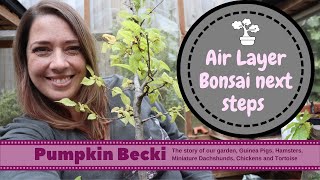Hornbeam Bonsai - Removing the air layer
