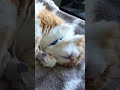 Ginger Cat Lost His Mouse Friend And Then This Happened