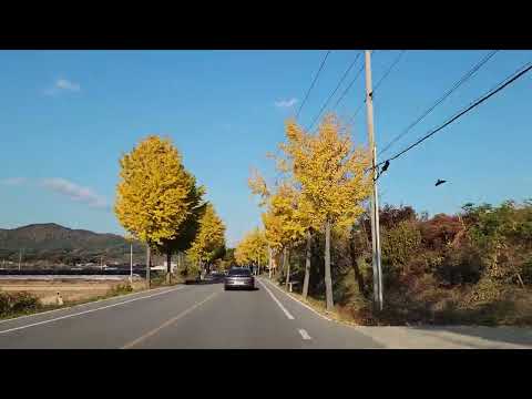 Coreia do Sul (Gyeongsangbuk-do) [cidade de Andong] Ginkgo-ro_2