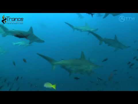 Alpha Duo feat. Yana Kay - Deep Dive (TrancEye Remix))