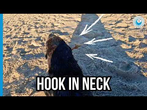 OCN Rescuer Hawain Acts Fast to Save Hooked Seal