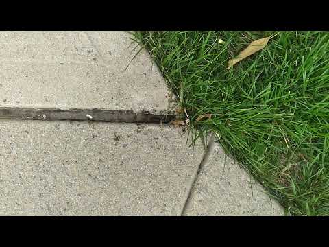 Pavement Ants Found on the Walkway in Beach Haven, NJ