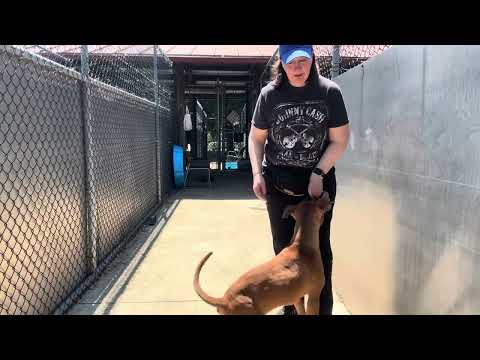 Fisherman, adoptable American Pit Bull Terrier / Bull Terrier at Chicago Animal Care and Control