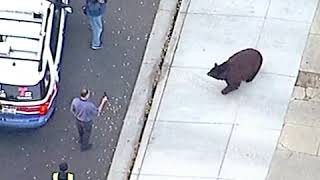 Large black bear roams streets of Monrovia California | ABC News