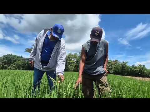 Productores establecen parcelas de arroz en La Paz, Carazo