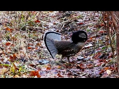 Tisonagan - Bande annonce  - Perdrix et petits gibiers