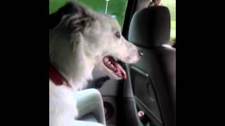 panting dog in car