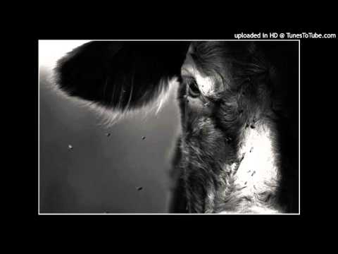 Today's Tango Is... Ricardo Tanturi - El Buey Solo 08-01-1941