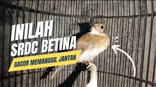 Download lagu BURUNG SRDC BETINA MEMANGGIL JANTAN AMPUH MENAIKAN BIRAHI JANTAN⁉️ mp3