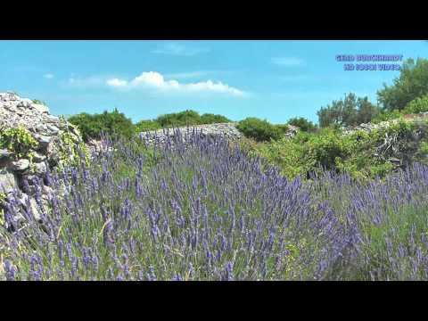 Die Mitteldalmatinischen Inseln - Teil 3: Insel Hvar - Natürliches Lavendel Vorkommen