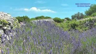 preview picture of video 'Die Mitteldalmatinischen Inseln - Teil 3: Insel Hvar - Natürliches Lavendel Vorkommen'