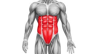 Se Você Quer um Abdômen Atraente… Isso Aqui É Obrigatório