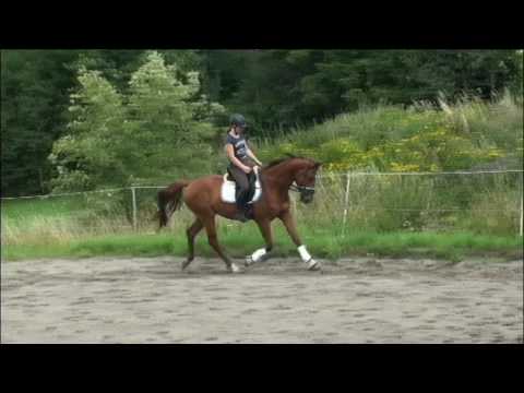 BM Sportpferde/ Franziskus aus Sergeant  Pepperfedex juli 2017